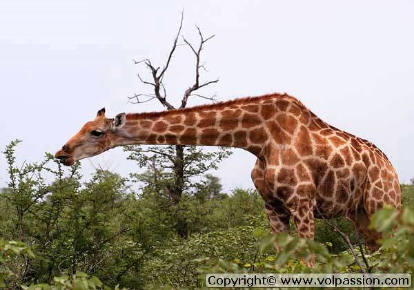 girafe07