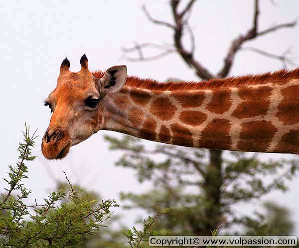 girafe12