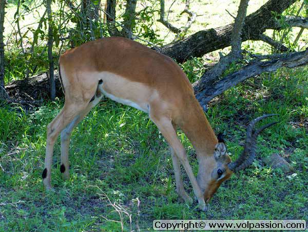 impala03