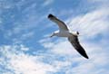 07_mouette9