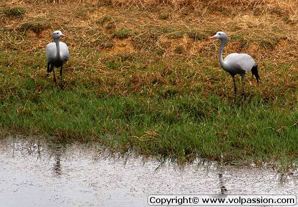 bluecranes