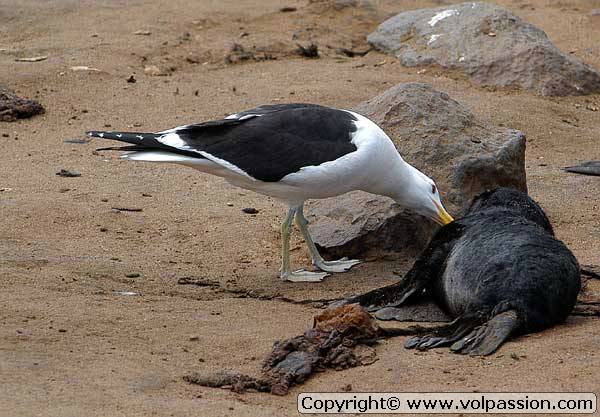 mouette4