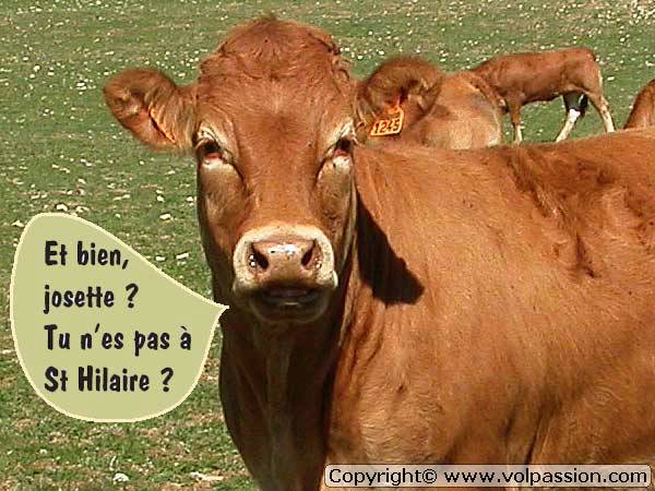 01vache