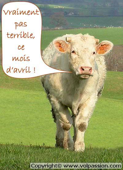 vache