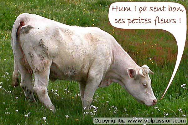 vache