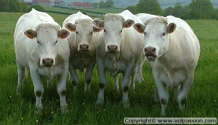 vaches