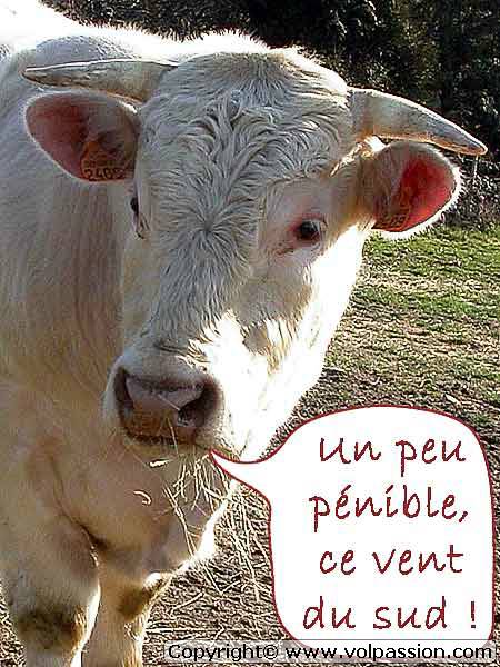 vache