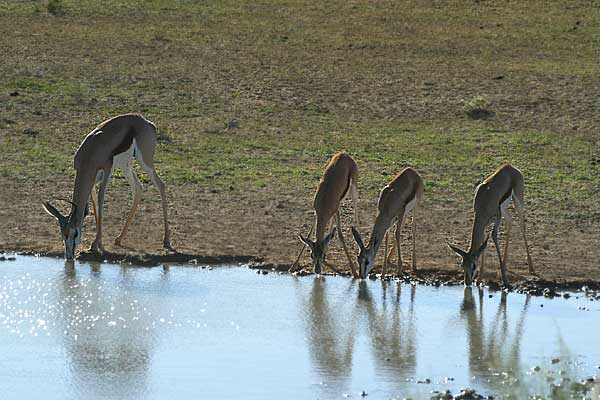 23impalas