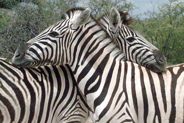 62_etosha