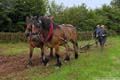 les chevaux de labour