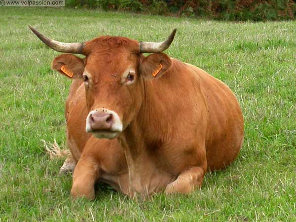 vache