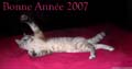 chat-bonne-annee