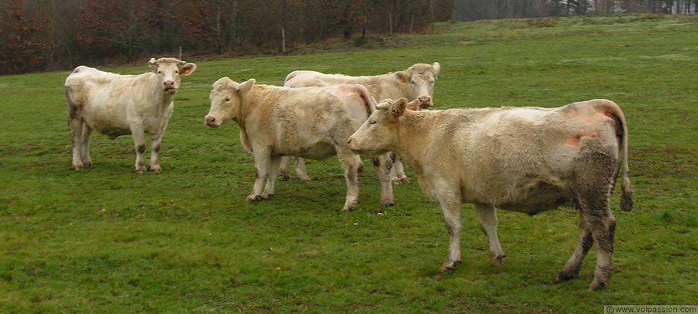 les-vaches