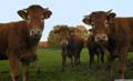 vaches en bourgogne