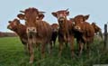 vaches en bourgogne