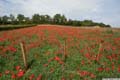 les coquelicots du mois d'octobre  à culles les roches