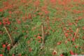 02-coquelicots