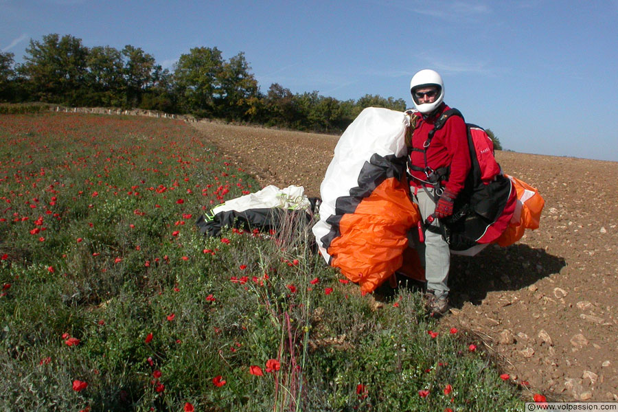 12-les-coquelicots