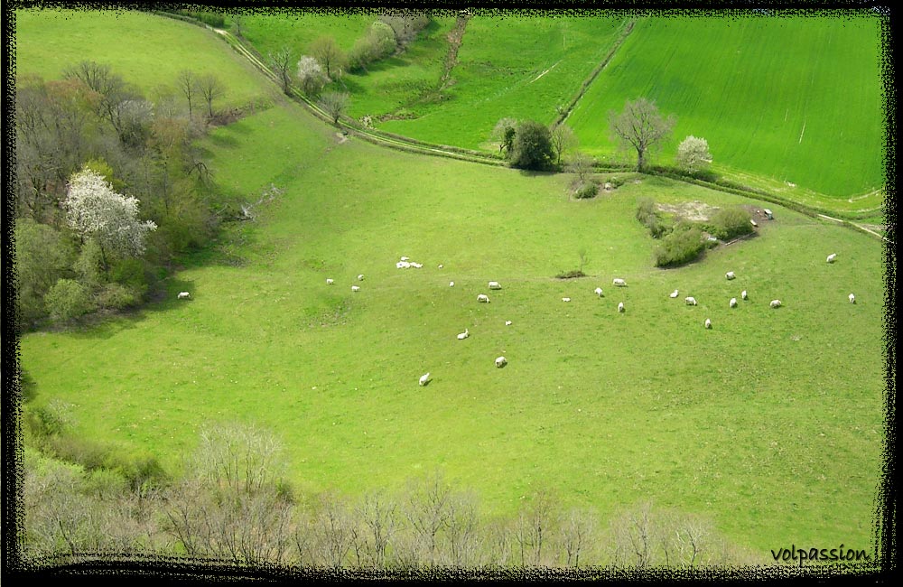 06-les-vaches