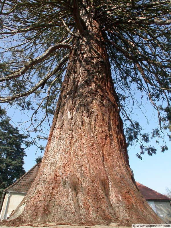 02-sequoiadendron-giganteum 