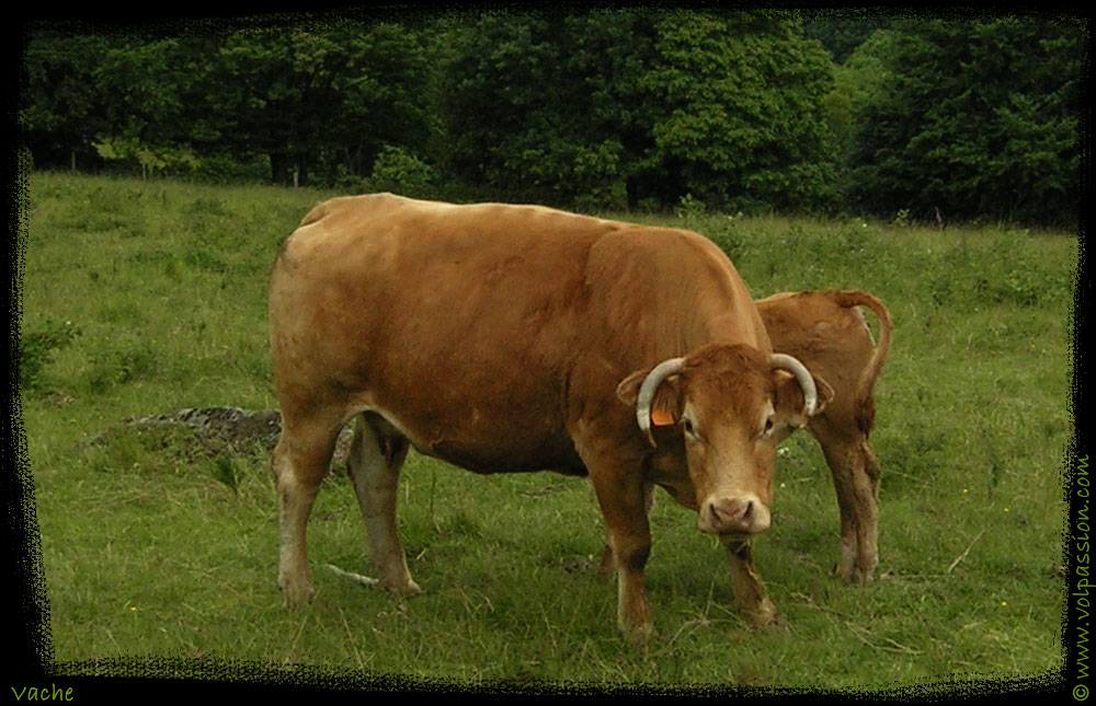 36-vache