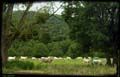 26-les-vaches