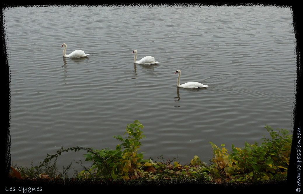 02-photo-cygnes