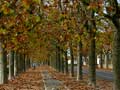 platanes lac du plessis