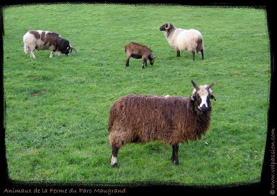 05-animaux-ferme-maugrand