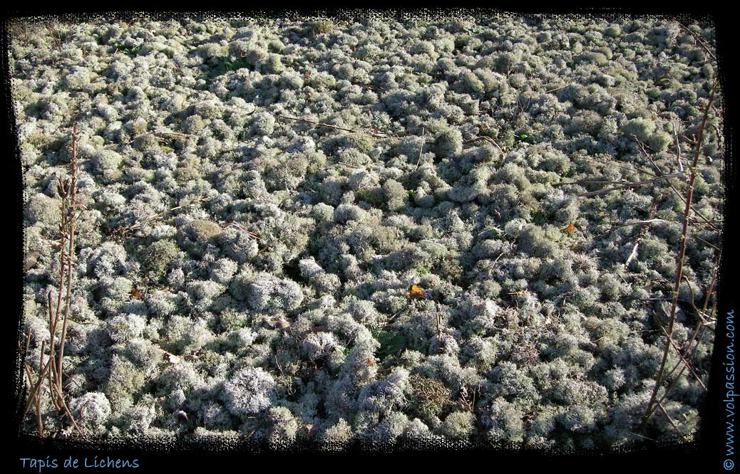 06-tapis-de-lichens