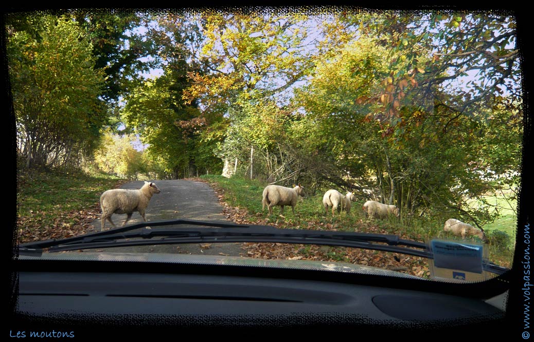 25-les-moutons