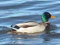 canard colvert