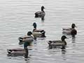 canards colvert