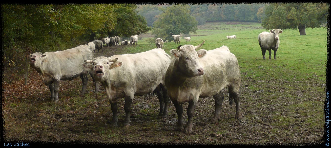 01-les-vaches