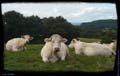 04-les-vaches