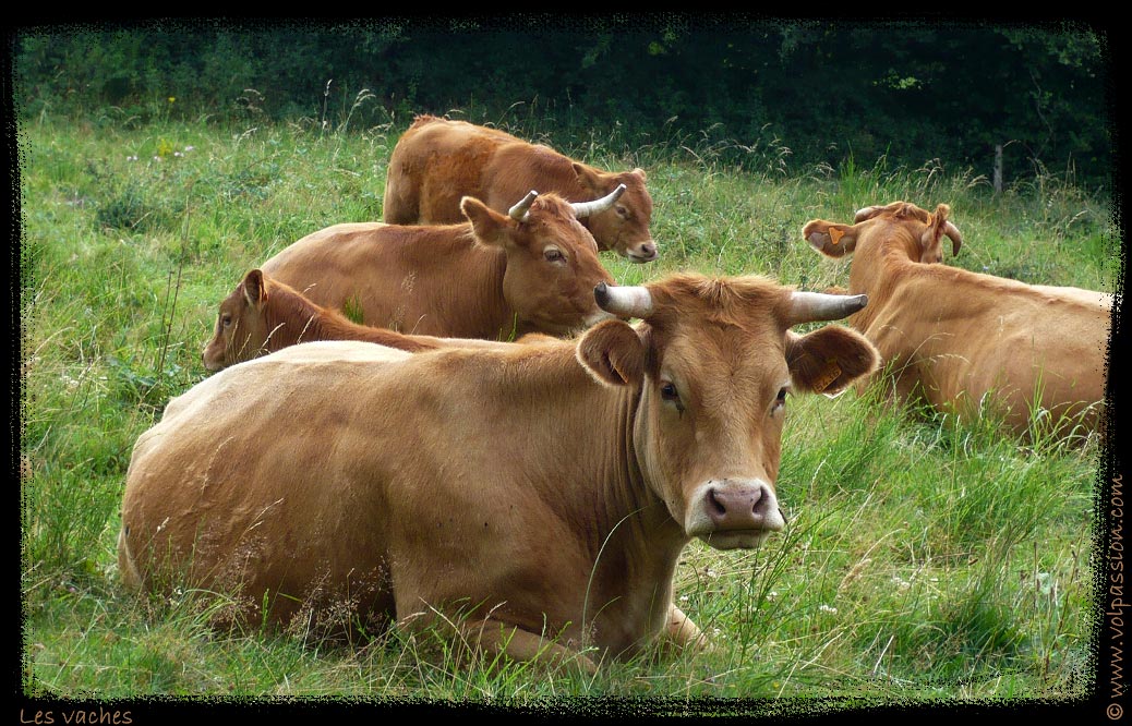 vaches