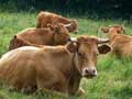 photo vaches