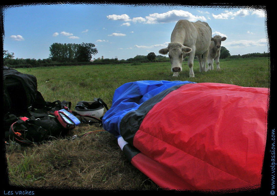 36-photo-les-vaches