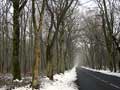 photo foret en hiver