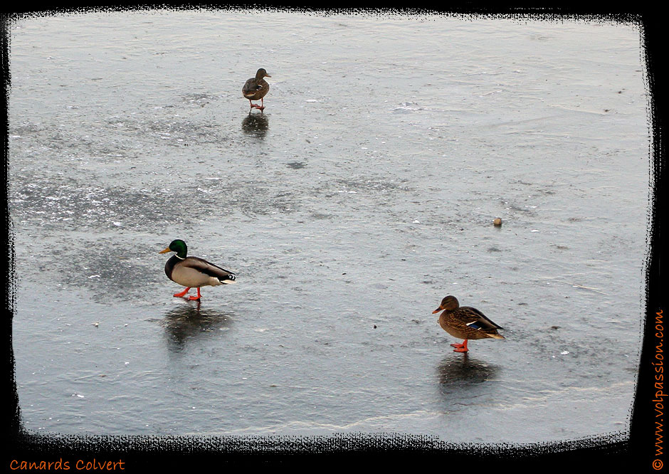 canards-colvert