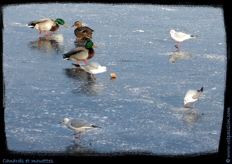 02-canards-et-mouettes