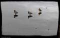 02-canards-colvert