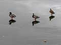 photo canards colvert