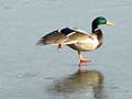 photo canard colvert