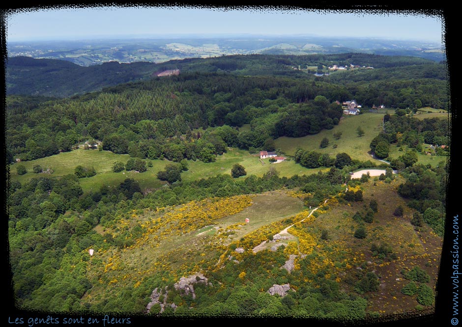 04-les-genets-en-fleurs