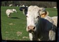 02-les-vaches