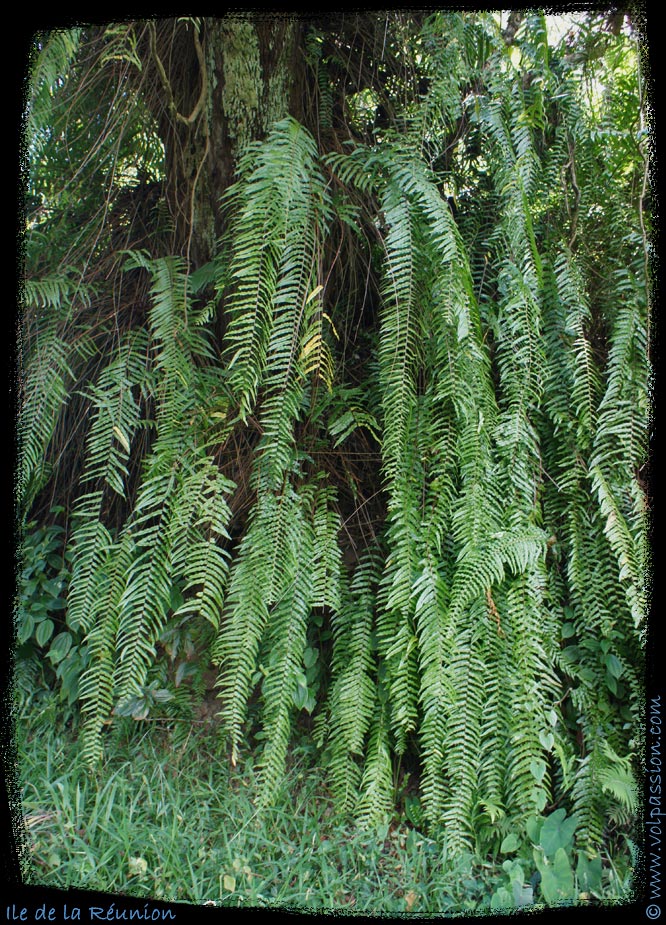 128-ile-de-la-reunion