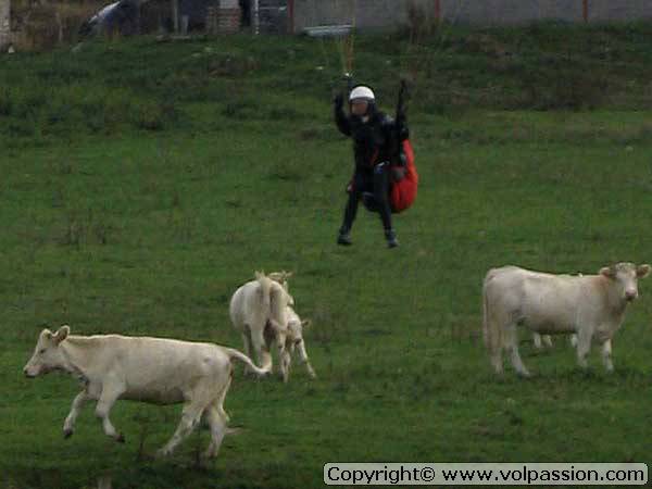 Les vaches de Maupoy