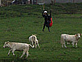 parapente au milieu des vaches