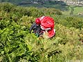 parapente dans les fougeres